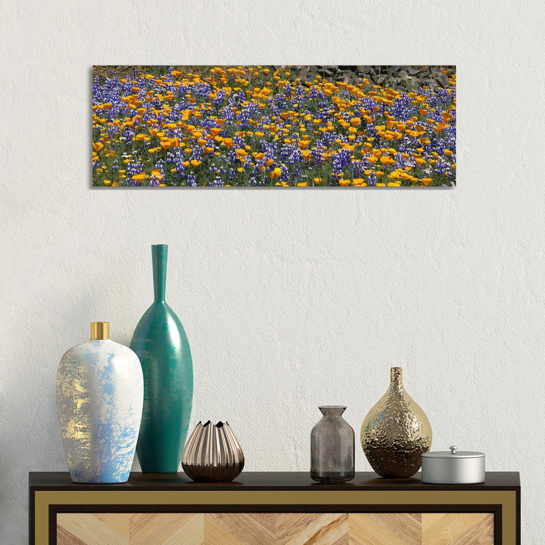 California Golden Poppies (Eschscholzia Californica) and Bush Lupines (Lupinus Albifrons), Table Mountain, California, USA - Wrapped Canvas Panoramic