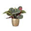 Live Red Prayer Plant in Classic Pot-72624927