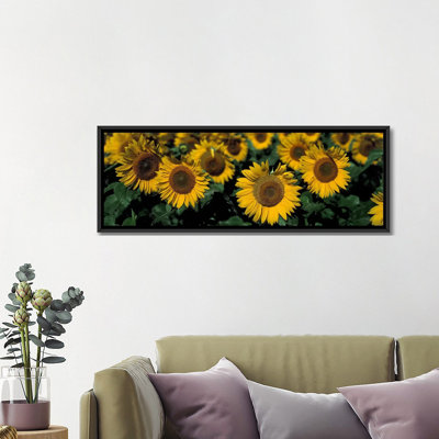 " Sunflowers ND USA " by Panoramic Images