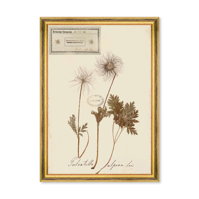 HERBARIUM ALPINIUM XI