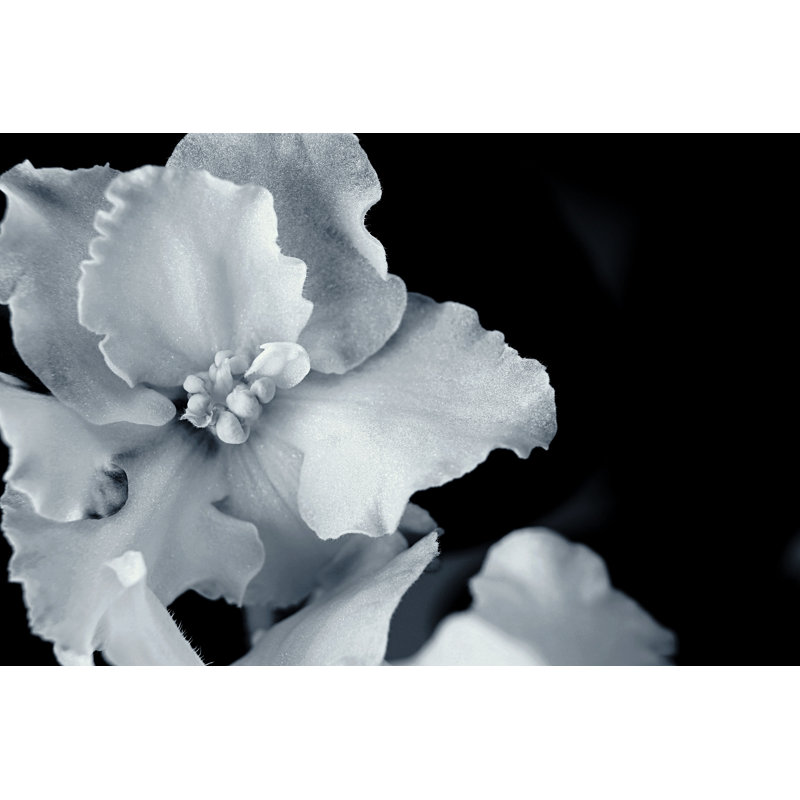 Cailynn Silvery Flower Closeup on a Black Background 1 Piece Wrapped Canvas Wall Art, 51cm H x 76cm W x 3.8cm D