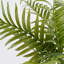 Areca 53cm Plant