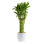 Bamboo Plant in Planter