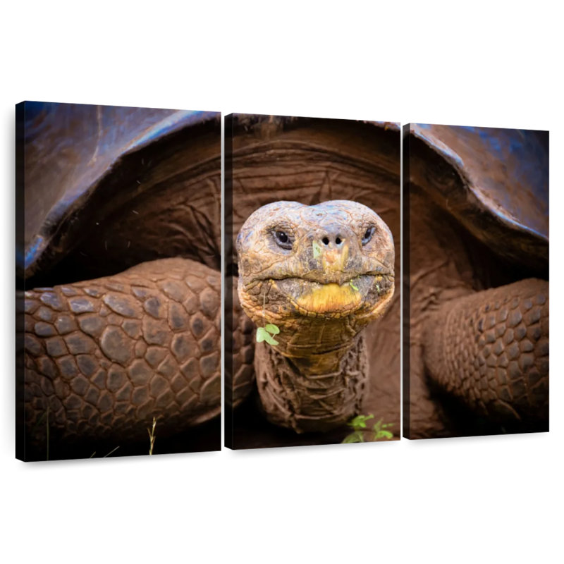 Brampt Galapagos Tortoise, 36" H x 57" W