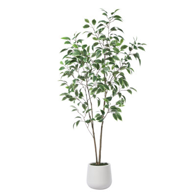 Adcock Ficus Tree in Pot