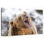 Grizzly rugissant-107502744