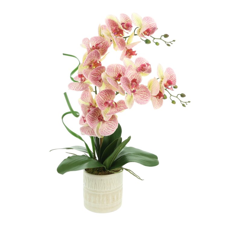 Mercer41 Orchid Arrangement in Pot & Reviews | Wayfair