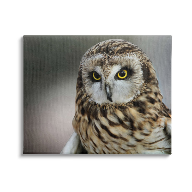 Effet de photographie de bokeh moderne hibou féroce, Daniel Sproul, Plaque murale, H 20 po x l 16 po