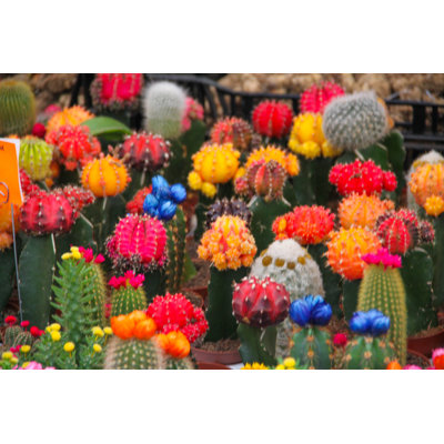 Flower Market by Goddard_Photography