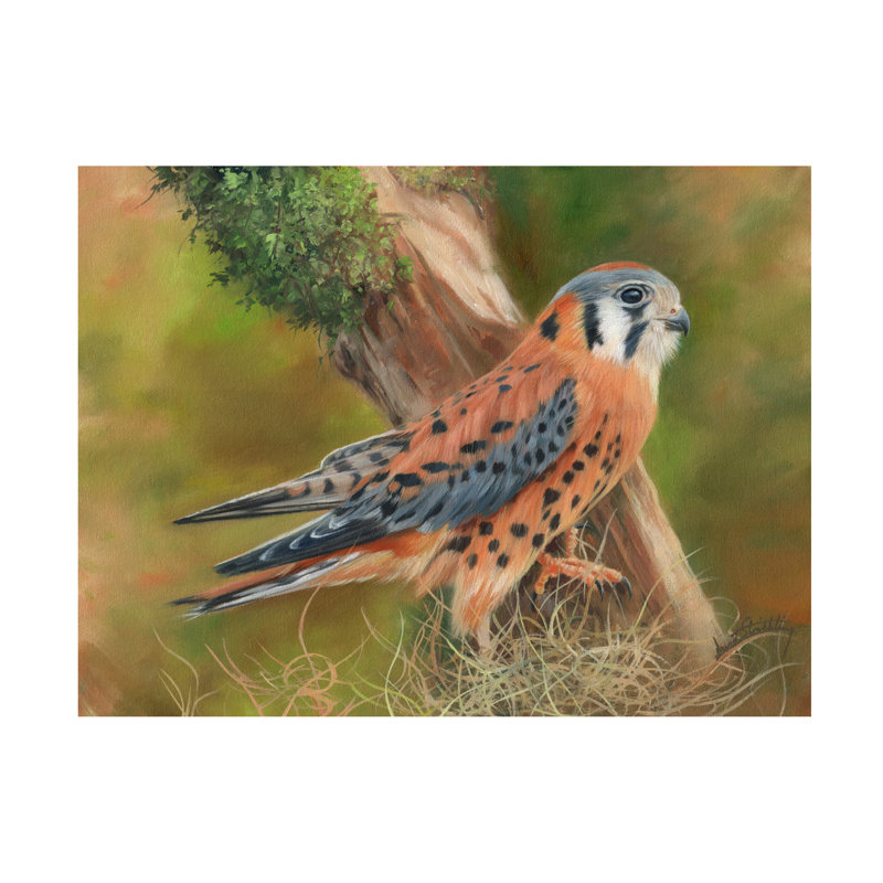 Art sur toile David Stribble American Kestrel, H 14 po x l 19 po