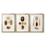 Knorr Shells IV - reproduction encadrée sur mesure de qualité supérieure mate - 3 pièces-639431478-639431433