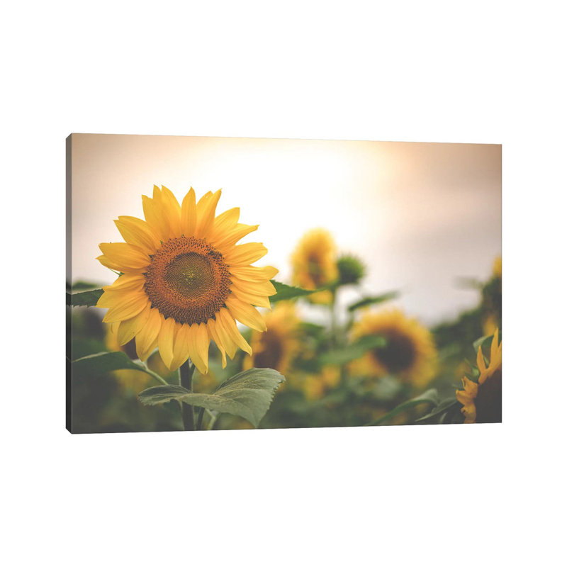 Field Of Gold II by Ann Hudec - Wrapped Canvas Print, 66.04cm H x 101.6cm W x 3.81cm D