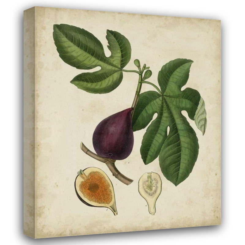 Art sur toile tendue Lark Manor ™ Weddell Gallery: Non, figuier antique embelli, H 44 po x l 36 po