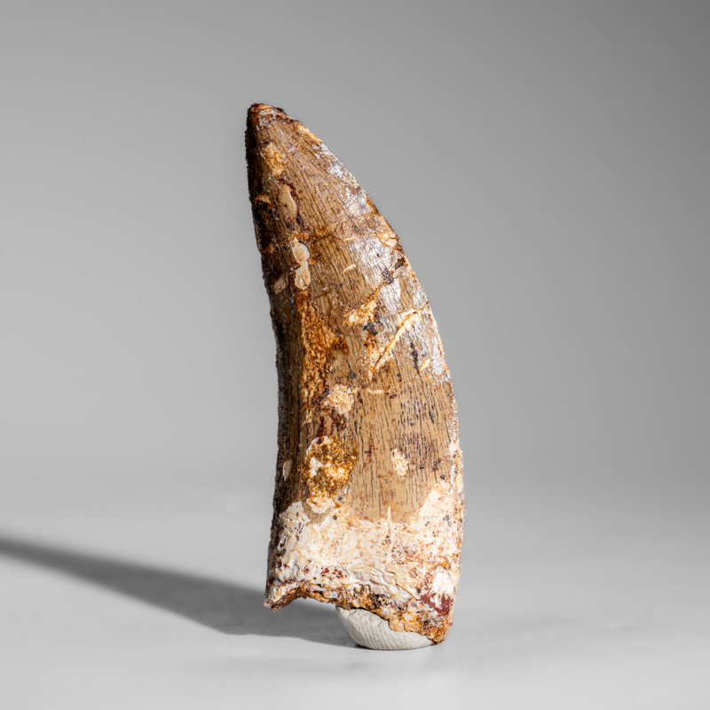 Genuine Mosasaurus Tooth In Display Case (38 Grams)
