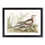 Pigeon of Passage by Mark Catesby - Picture Frame Painting Print-55731960-55731961