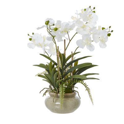 Arrangement in Pot