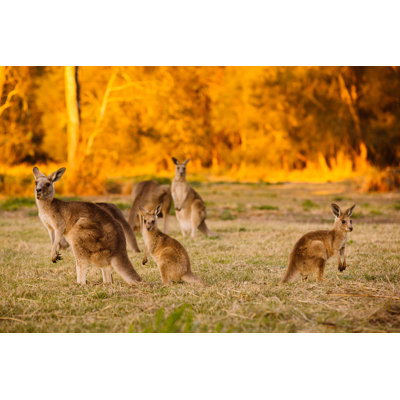 Lyndsay Herd of Kangaroos 1 Piece Wrapped Canvas Wall Art
