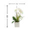 Orchid In White Vase