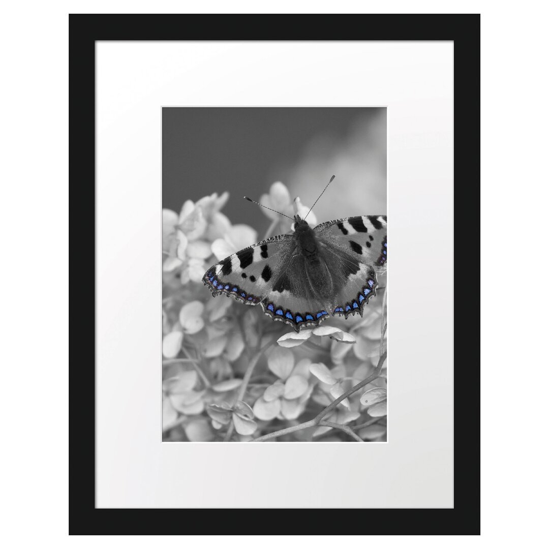 Gerahmtes Poster Schmetterling auf Blüten