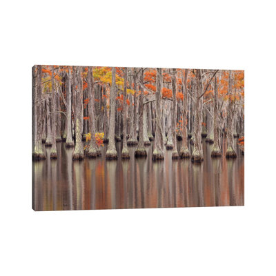 États-Unis, Géorgie. Cypress Trees in the Fall at George Smith State Park par Joanne Wells - photographie sur toile tendue