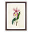 Illustration of a Pink Cattleya Orchid - Picture Frame Painting Print-55579425-55579423