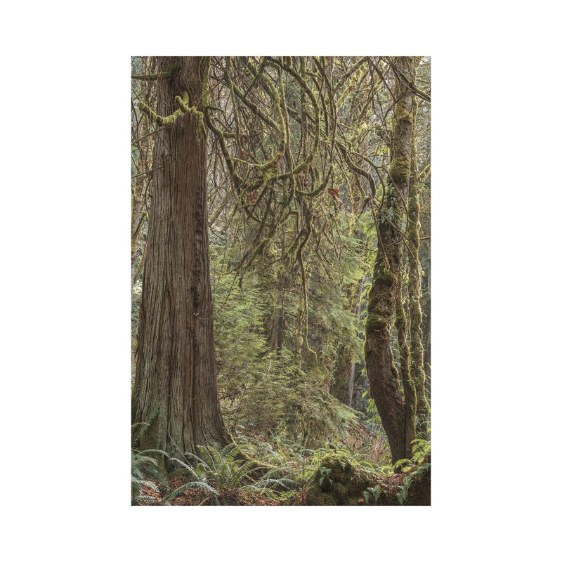 Tree Light 2020 by Louis Ruth - Wrapped Canvas Print, 20.32 cm H x 30.48 cm W