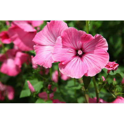 Pink Lavatera - Wrapped Canvas Print