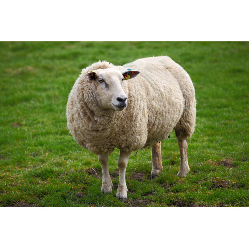 Sheep In Green Meadow - Wrapped Canvas Print, 30cm H x 46cm W x 3.8cm D