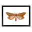 Venus Moth by George Shaw - Framed Print-55605170-55605173