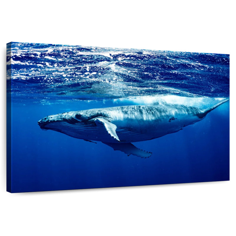 Brampt Humpback Whale Below Surface, 24'' H x 36'' W