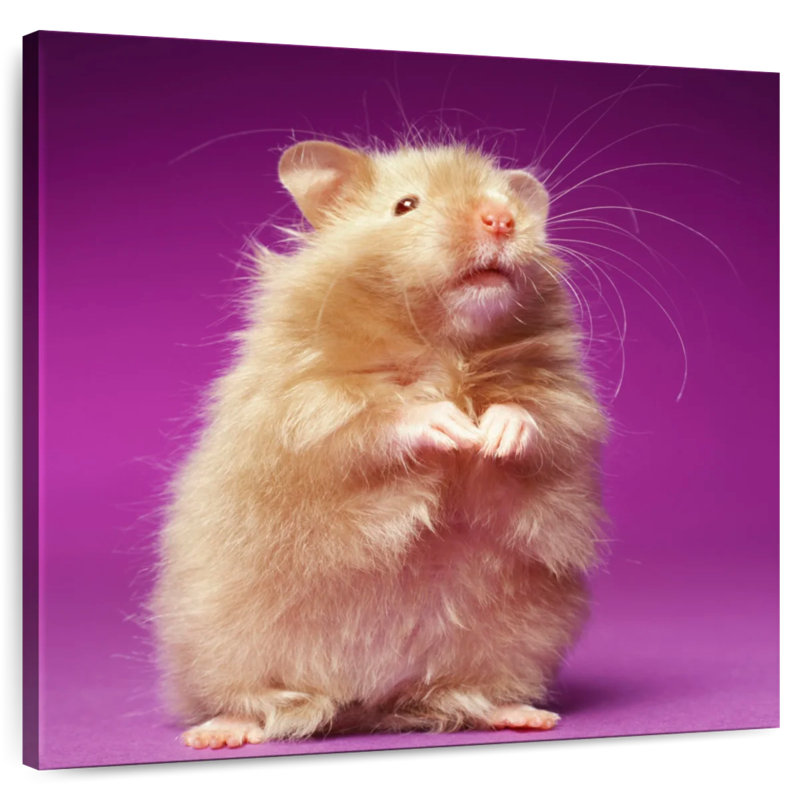Ketti Fluffy Hamster, 36" H x 36" W