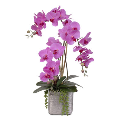 Arrangement floral orchidée de beauté succulent en pot