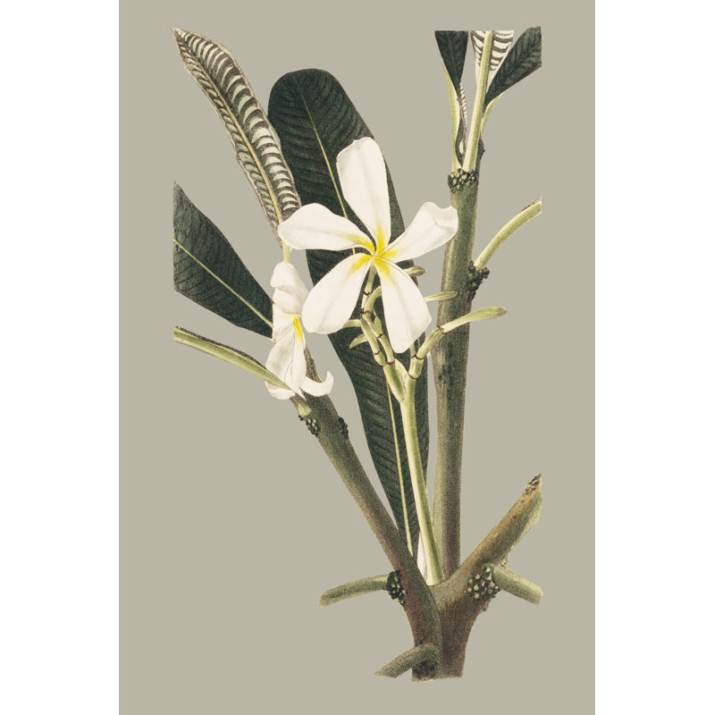 Botanical Cabinet IV, 122cm H x 81cm W x 3.8cm D