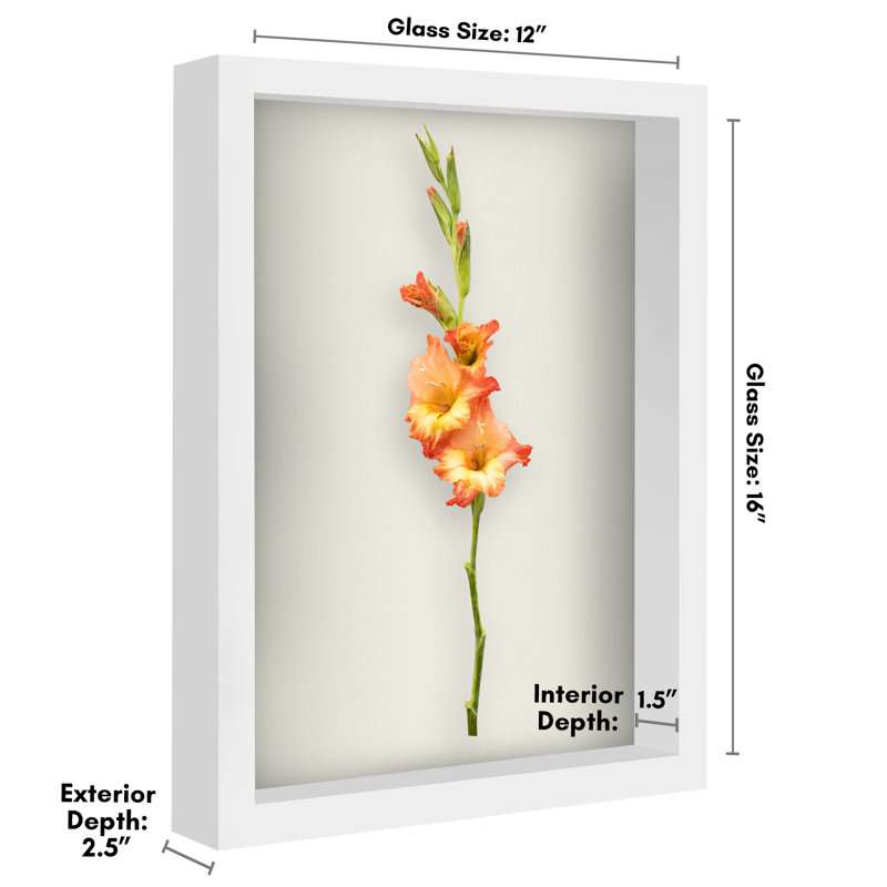 Cadre Delboxillo Shadowbox de 1,5 po de profondeur pour objets avec façade en verre, Blanc, L 12 po x H 16 po