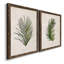 Palm Botanical I - Cadre photo, ensemble de reproductions d'art sur toiles-763922321-763922326