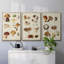 " Mushroom Species I " 3 - Pieces-91891188-91891192