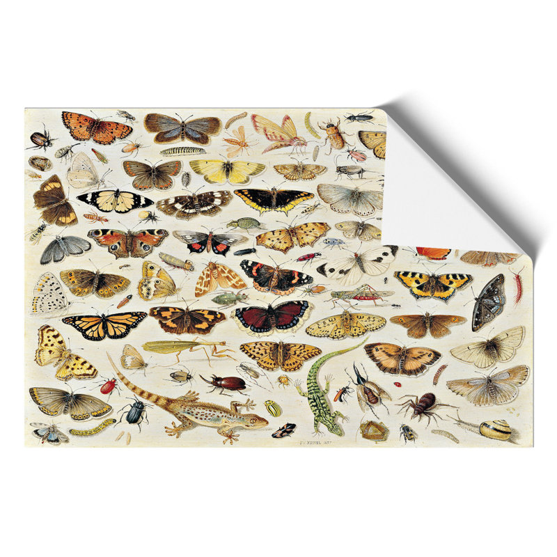Butterflies And Insects Vol.1 - No Frame Print, 30cm H x 42cm W x 0.1cm D