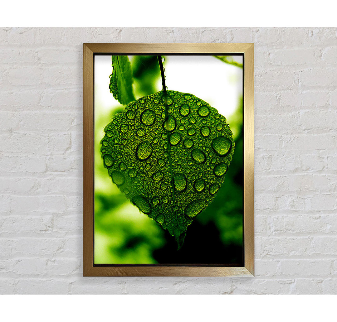 Gerahmtes Leinwandbild Waterdrops On A Leaf