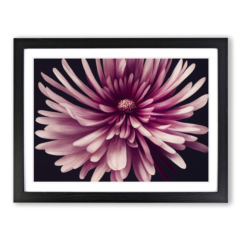 Irresistible Chrysanthemum Flower - Framed Print, Black, 46cm H x 64cm W x 2cm D