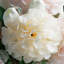Arrangements floraux mixtes dans un vase-1150141598