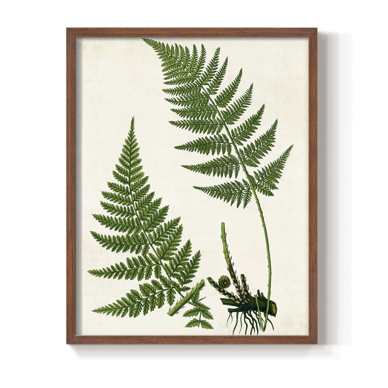 Impression encadrée Fern II - bois massif, Noyer, H 15 po x l 12 po