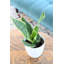 Live Laurentii Snake Plant in Classic Pot-49662189
