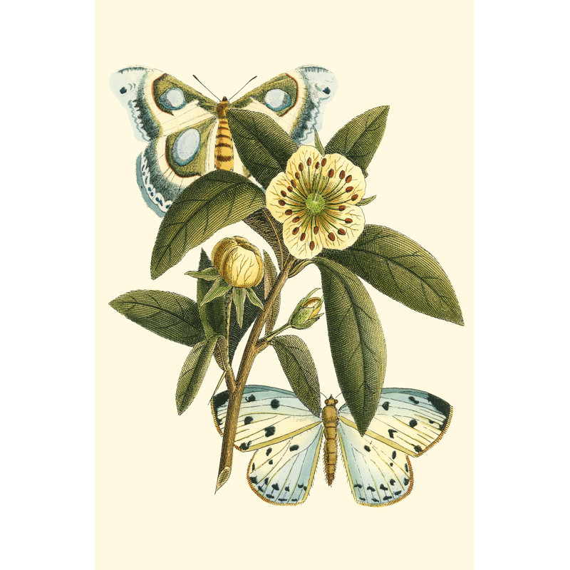 Oasis papillon I