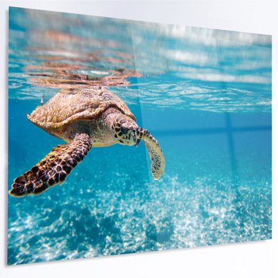 Paysage, grande tortue de mer, photographie sur toile - tortue de mer Hawksbill
