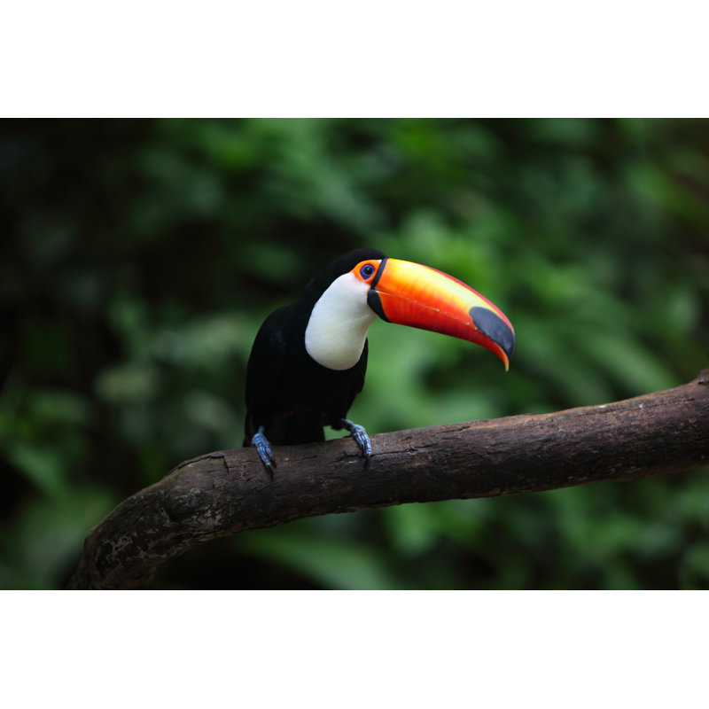 Toucan by Luso - Wrapped Canvas Print, 61cm H x 91cm W