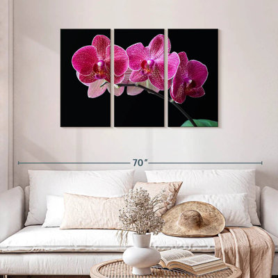 Orchid Cluster