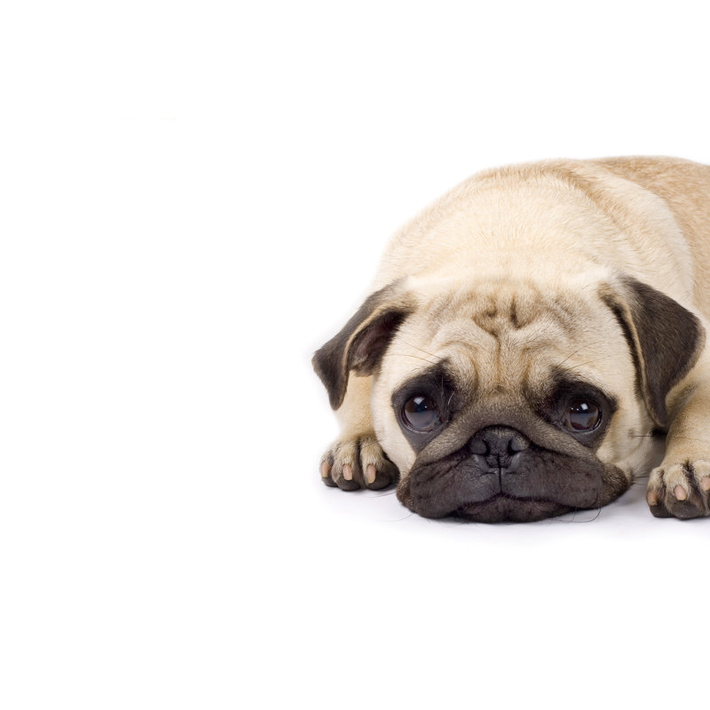 Cute Pug With Sad Eyes by Feedough - Wrapped Canvas Print, 30cm H x 46cm W x 3.8cm D