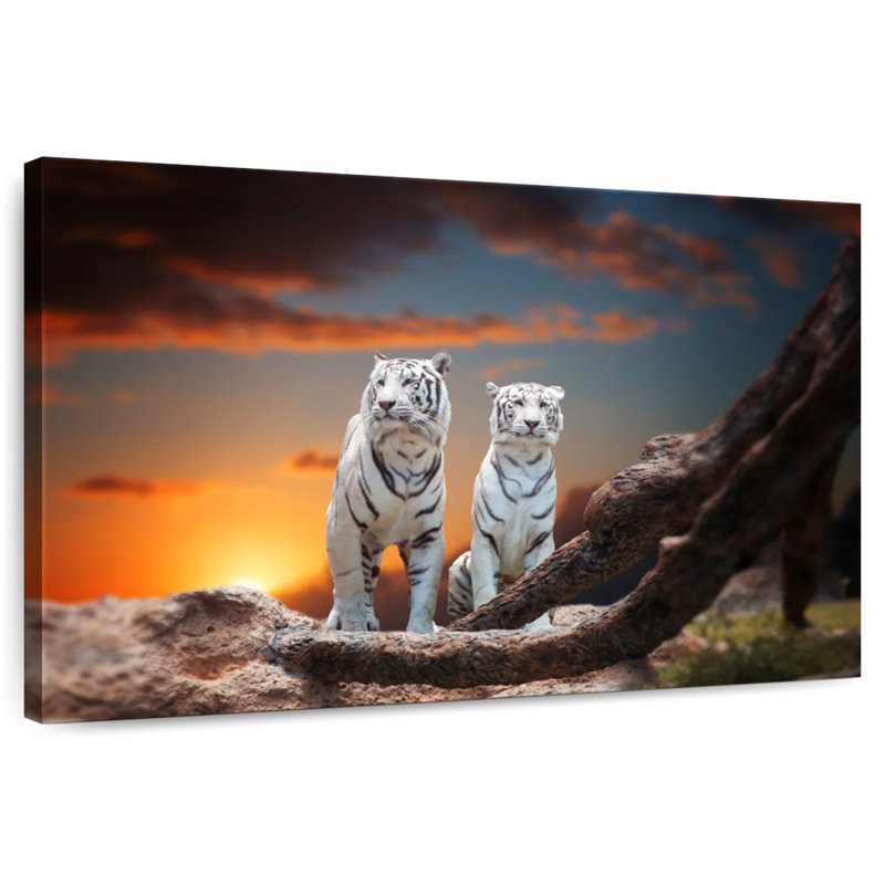 Brampt Wild White Tigers, 8" H x 12" W
