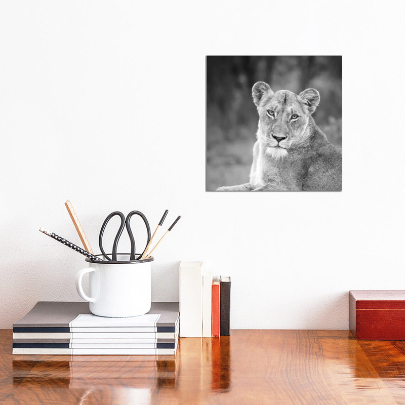 Lioness In Black And White by MScottPhotography - Wrapped Canvas Gallery-Wrapped Canvas Giclée, 30.48 cm H x 30.48 cm W