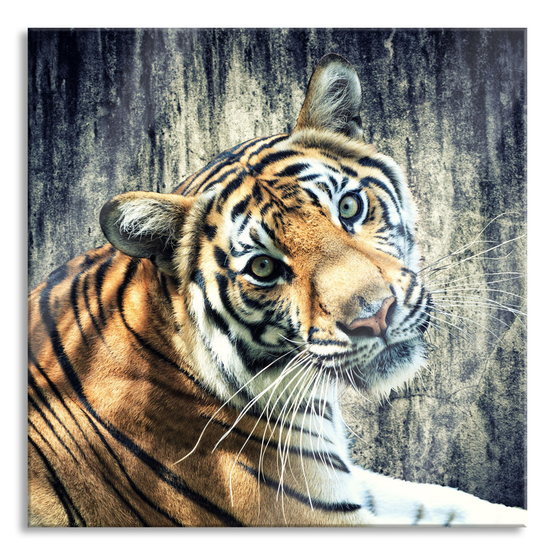 Glasbild Neugieriger Tiger